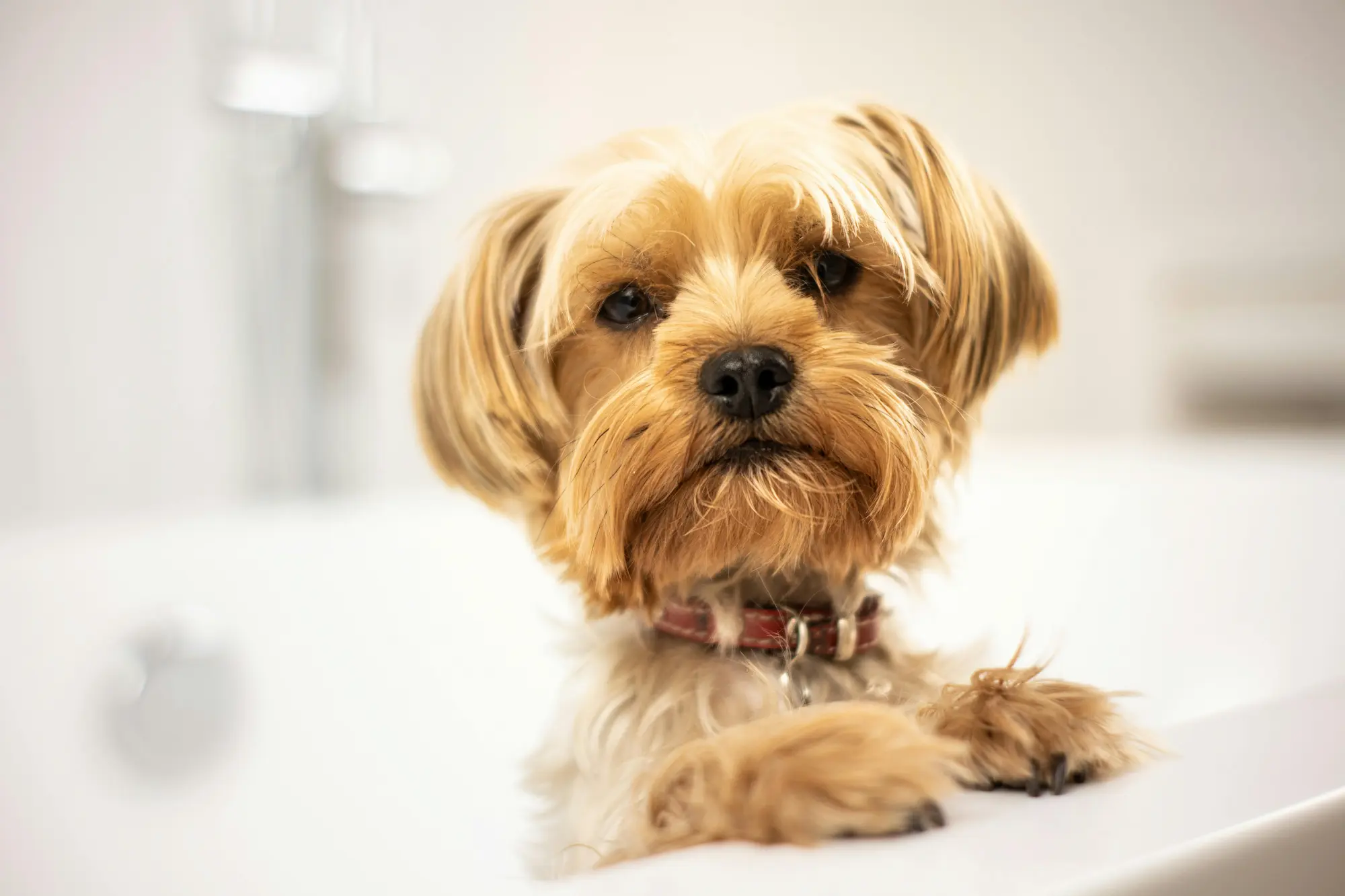 washed groomed pet